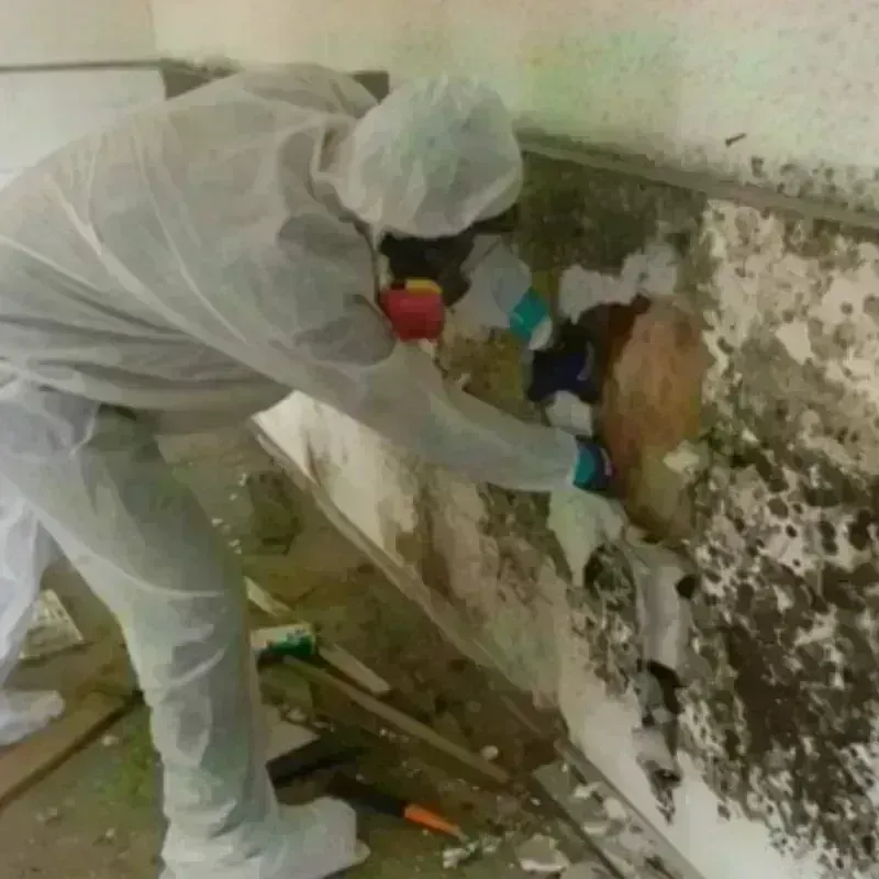 Mold Remediation and Removal in Bret Harte, CA